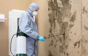 Why You Should Choose Our Mold Remediation Services in Del Aire, CA